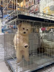 Male Maltipoo