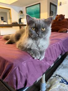 Persian kitten 7 months for adoption
