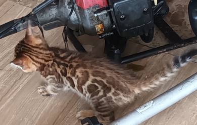 bengal