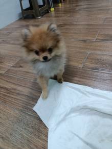 Pomeranian 