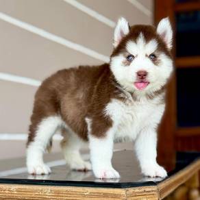 Beautiful & adorable Husky puppies available!