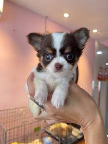 Tiny Long Hair Chihuahua 🩵