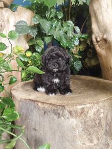 Pure Breed Toy Poodle (M) 纯种玩具贵宾 男生