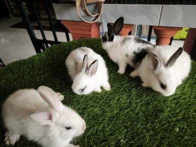 Anak Arnab Rabbit xxx murr