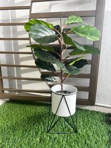 Fiddle fig 90cm