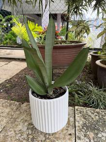 Snake plant