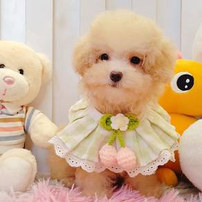 Poodle
