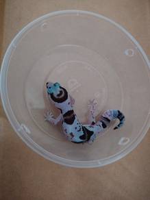 African Fat tail Gecko