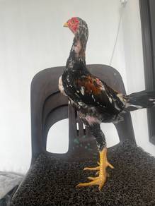 ayam ratu lhk