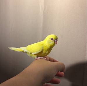 burung jinak anak suap bird
