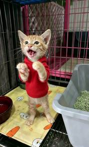 Ginger Girl Adoption Ipoh