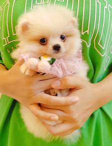 Pomeranian