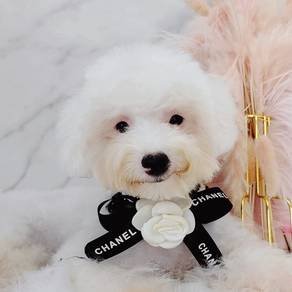 Poodle