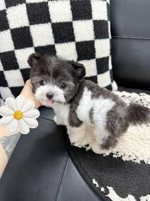 Mini grey cow -Boy