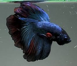Betta Fish
