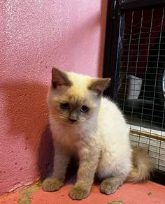 Bsh British Short Hair