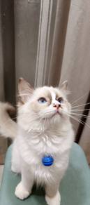 seal bicolor ragdoll