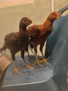 Ayam Asell Parot