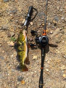 Shimano