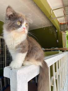 Mix British Longhair