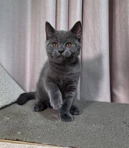 British Shorthair Round Face Male Kitten 