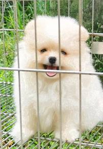SA-11Little Fluffy haired Pomeranian