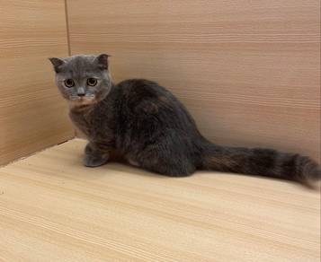Munchkin BSH Scottish Fold