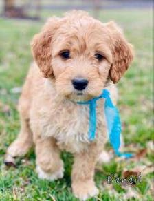 Goldendoodle puppies