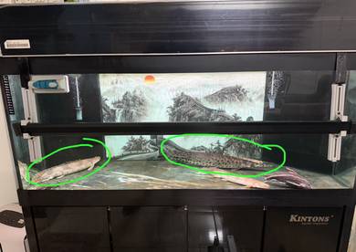 bichir and spotted gar