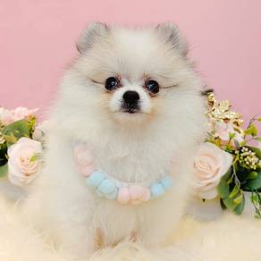 Pomeranian