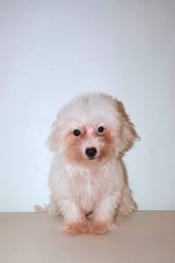 J0703 Poochon fluffy cute puppy