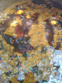guppy