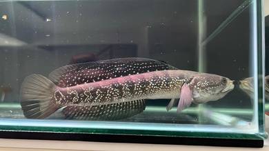 Ikan Channa Fish Asiatica White Spot 8 inch AWS-1
