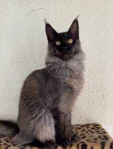 Maine Coon neutered
