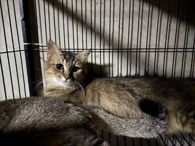 betina longhair DLH MIX BSH