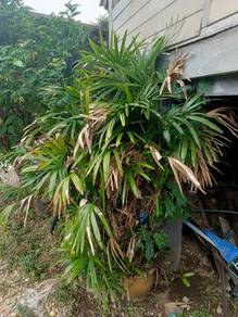 pokok Palem jejari