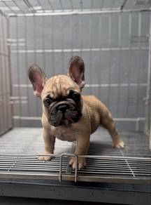 France bulldog