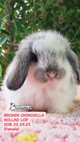Holland lop rabbit arnab
