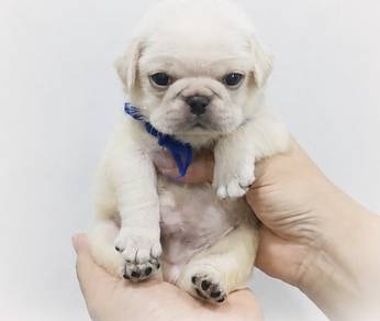 PUG PUPPIES 637 🌻 New Born Male White
