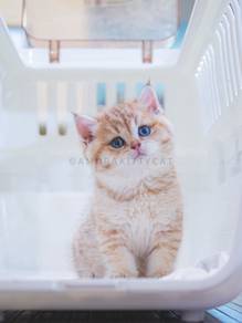 BSH British Shorthair Kitten Male - Haru
