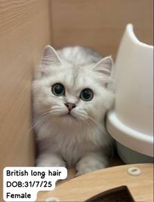 Cutest British Long Hair Cat for Sale