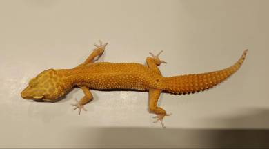 Leopard Gecko Super Hypo Tangerine CarrotTail Bald