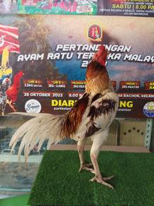 Ayam cantik
