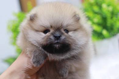 Pomeranian