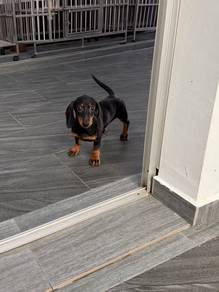 Pure Dachshund puppy