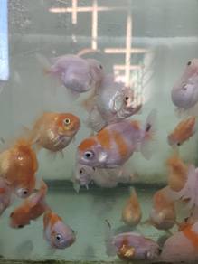 gold fish
