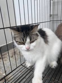 mixed persian