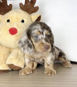 MINIATURE DACHSHUND Puppies D43 🐻 Good-looking M