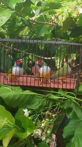 burung gf