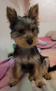 U5504 Snugglebug Silkese Long Hair Small Puppy Pup